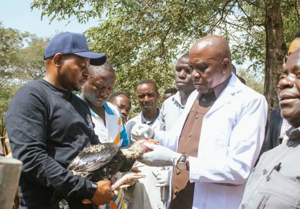 ZOEZI LA KAMPENI YA CHANJO NA UTAMBUZI WA MIFUGO LAANZA KIGOMA.NG’OMBE 800 NA KUKU 100 ZACHANJWA
