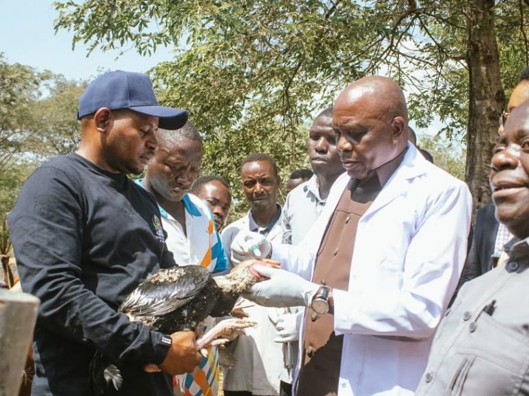 ZOEZI LA KAMPENI YA CHANJO NA UTAMBUZI WA MIFUGO LAANZA KIGOMA.NG’OMBE 800 NA KUKU 100 ZACHANJWA